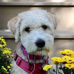 Meet your Posher, Pat